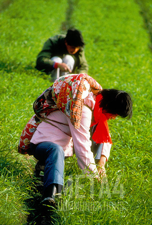 Harvesting Rice | China