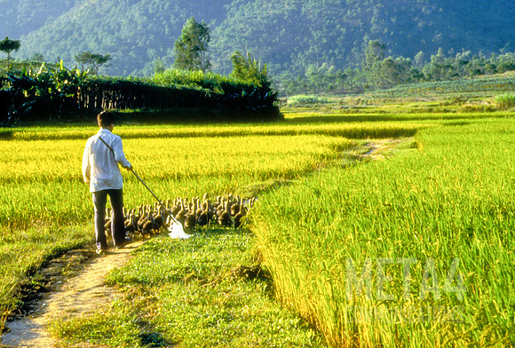 Chinese Farmer with Geese | China
