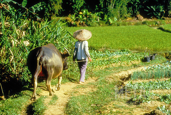 Peasant Farmer | China