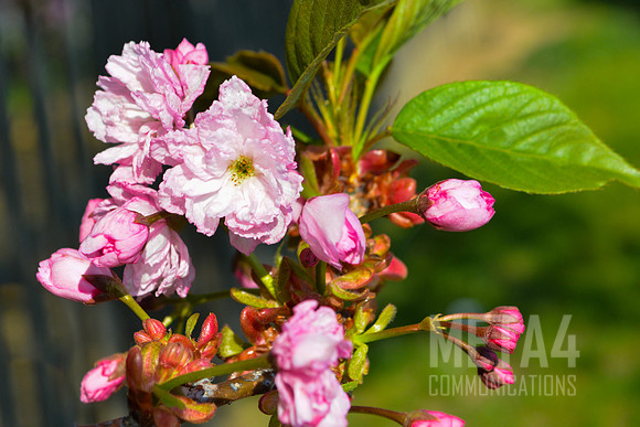 Pink Cherry Blossoms
