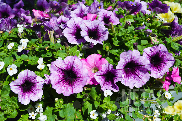 Purple Petunia Flowers